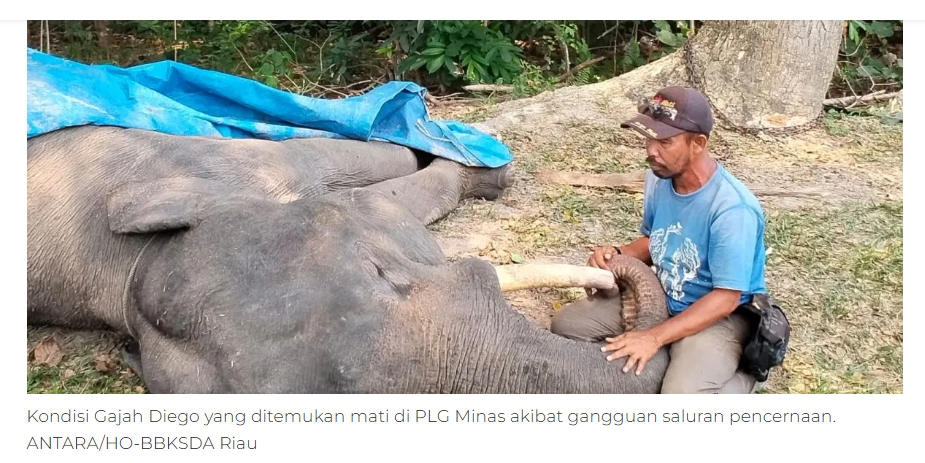 Foto editorial untuk berita Gajah Sumatera Jinak Bernama Diego Mati di Pusat Latihan Gajah Riau