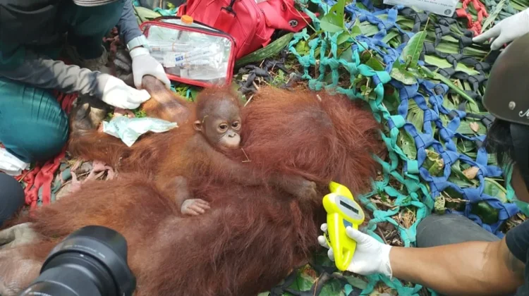 Foto editorial untuk berita Karhutla Ketapang Agustus 2026 Ancam Habitat Satwa Kalimantan Barat