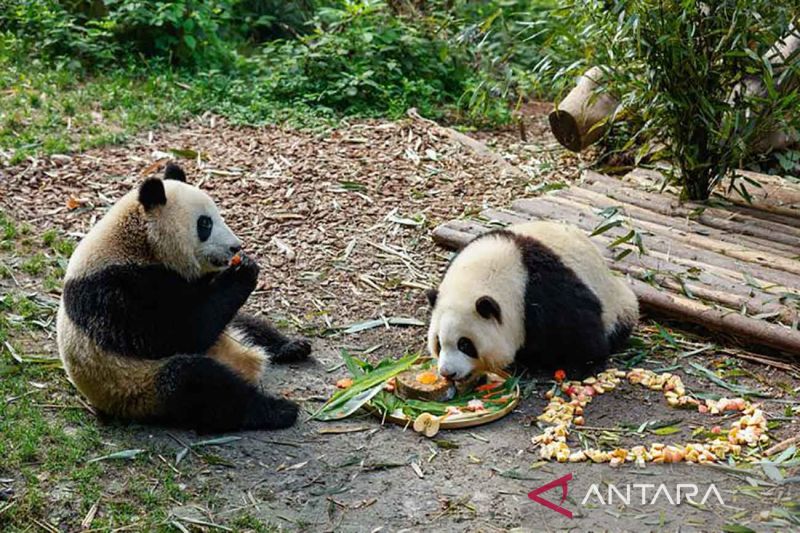 Foto editorial untuk berita Panda Raksasa Kembar Kelahiran Jepang Tampil Perdana di China